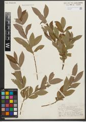 Foto von Salix purpurea L. x Salix silesiaca Willd.